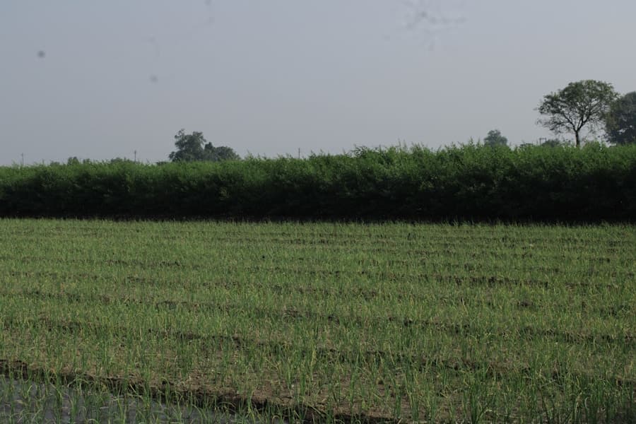 Agriculture Bio fertilizers